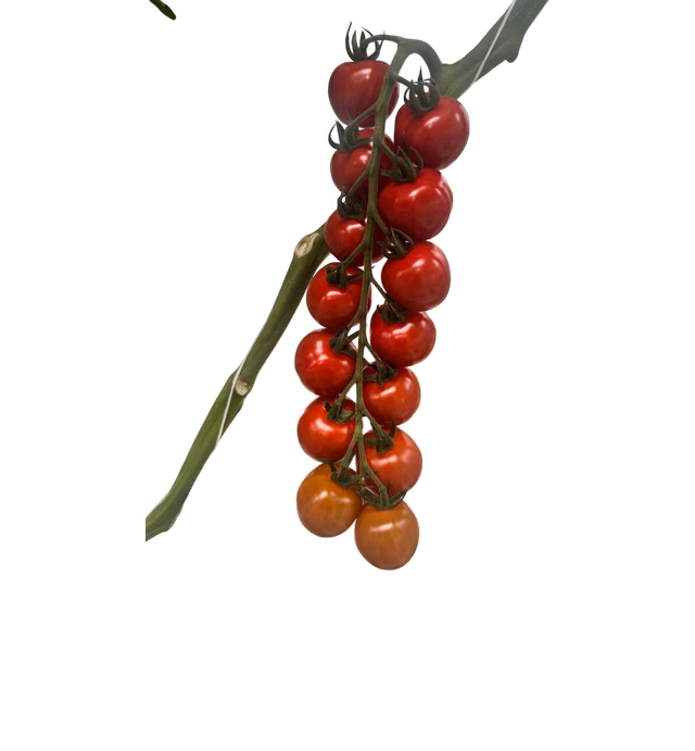 Picanovi