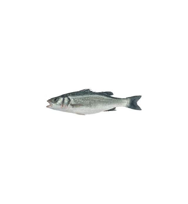 Levantina Fish - Mediterranean Sea Bass