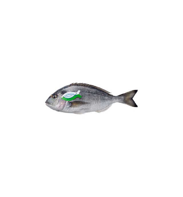 Philosofish Sea Bream