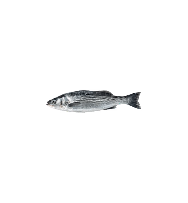Seafork - Seabass