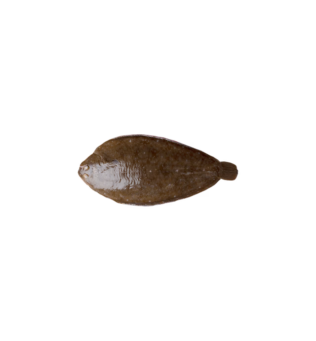 FRESH SOLE