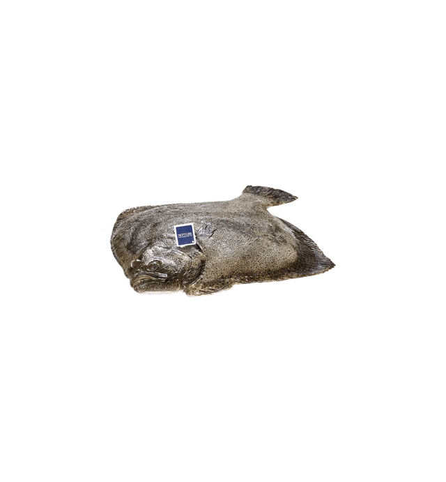 FRESH TURBOT