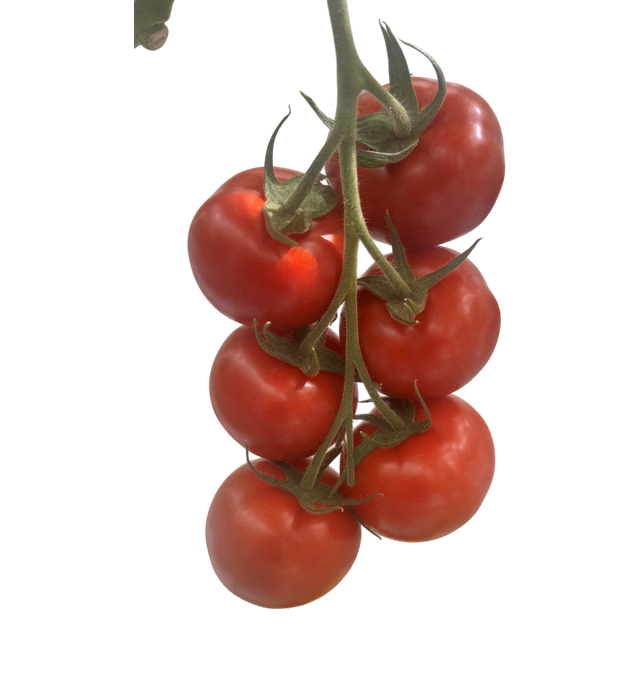 Matazza