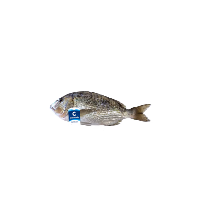 Common dentex