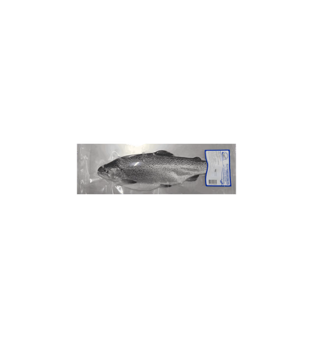Trout fish