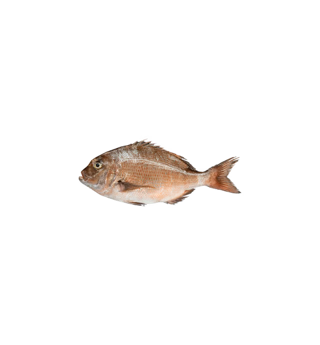 Levantina Fish - Japanese Seabream