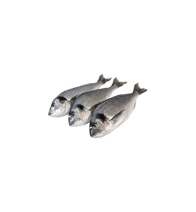 Levantina Fish - Mediterranean Sea Bream
