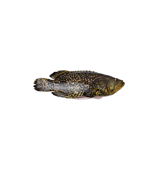 Oceanloop's Giant Grouper