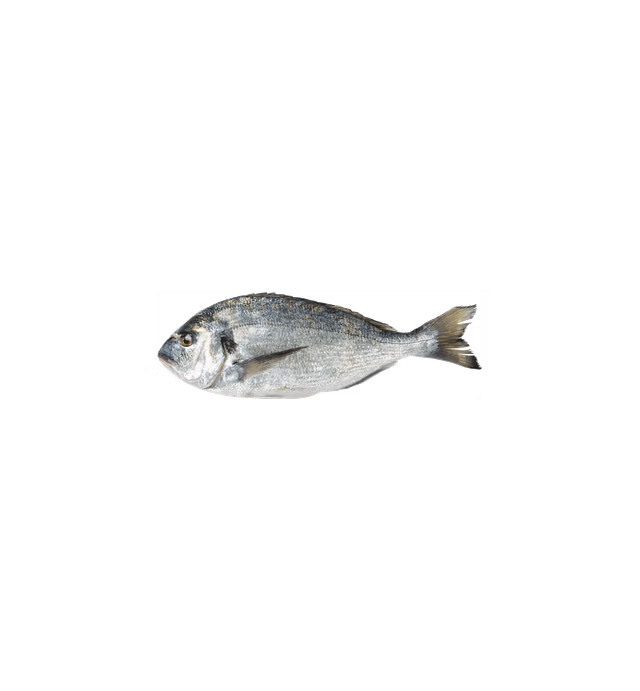 Seafork - Seabream