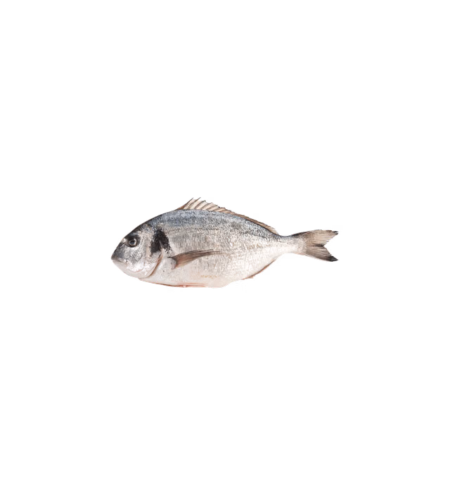 Seabream