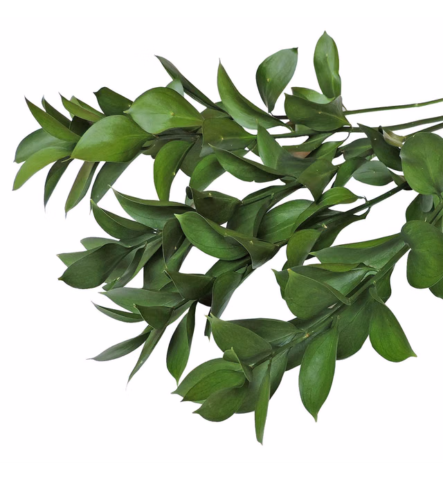 Farm Fresh Natural Israeli Ruscus Greens - 100 stems