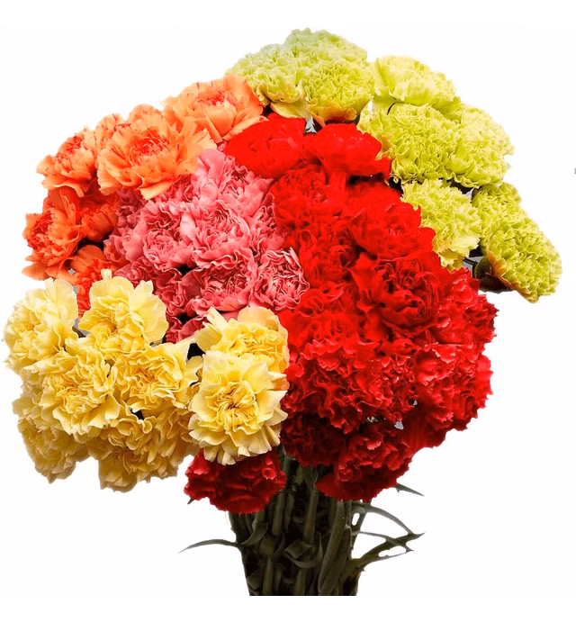 100 Assorted Carnations- Next Day Delivery- Beautiful Gift- Fresh Flowers