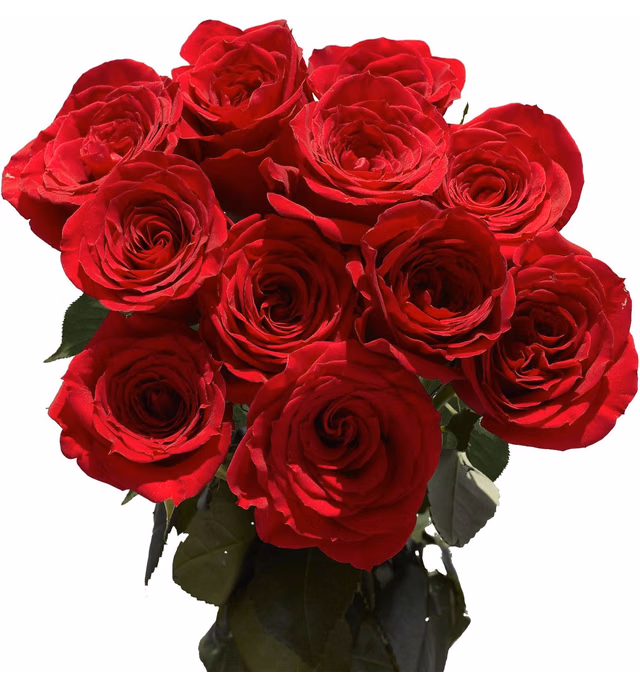 2 Dozen Red Roses- Fresh Flowers- Beautiful Gift