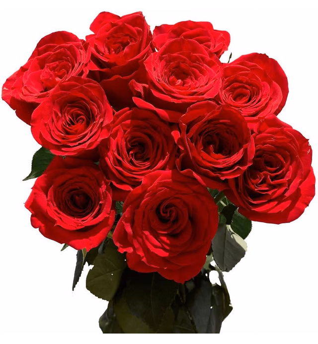 Dozen Red Roses- Fresh Cut Flowers- Beautiful Gift