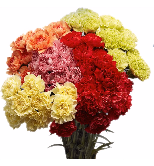 Fresh Flowers- 100 Assorted Carnations- Beautiful Gift