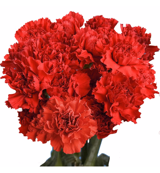 Fresh Flowers- 100 Red Carnations- Express Delivery