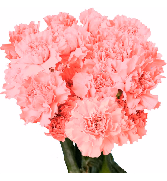 Fresh Flowers- Pink Carnations - 100 Fresh Cut Stems
