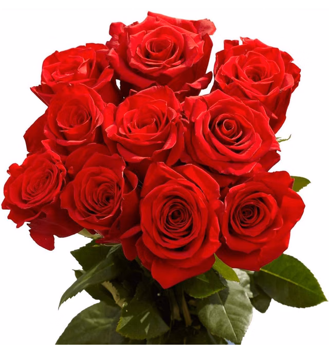 GlobalRose 50 Fresh Long Stem Red Roses