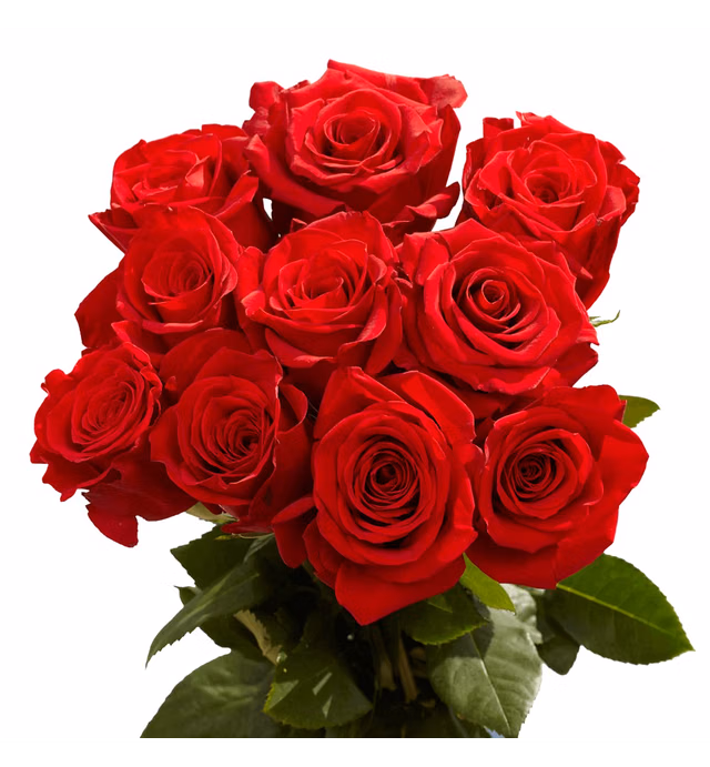 Red Roses for Mothers Day- 100 Fresh Flowers- Beautiful Gift