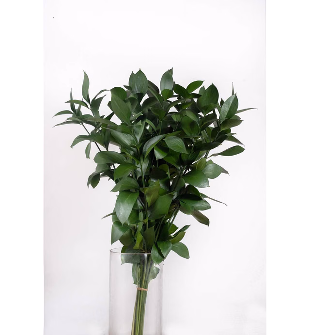 Natural Israeli Ruscus Greens (100)