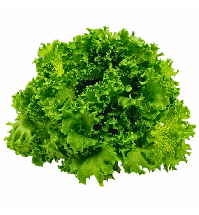 Vegeponics Pesticide-Free Crystal Lettuce (SG Local)