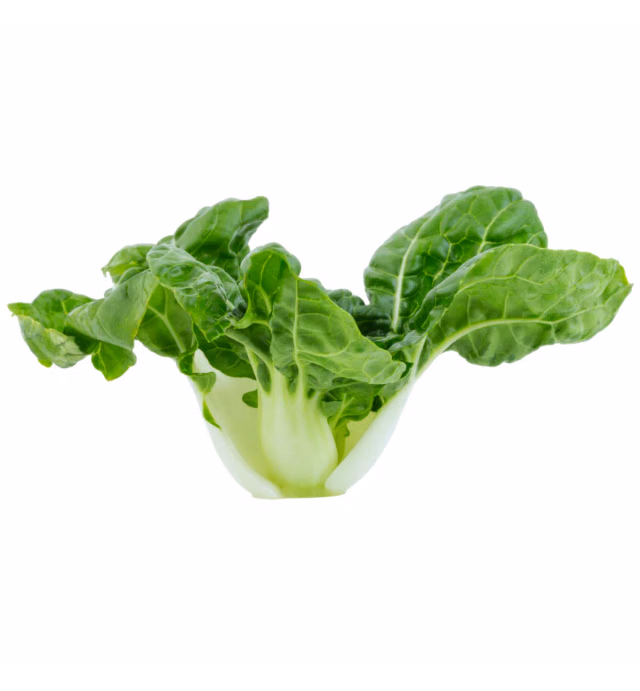 Vegeponics Pesticide-Free Nai Bai (SG Local)