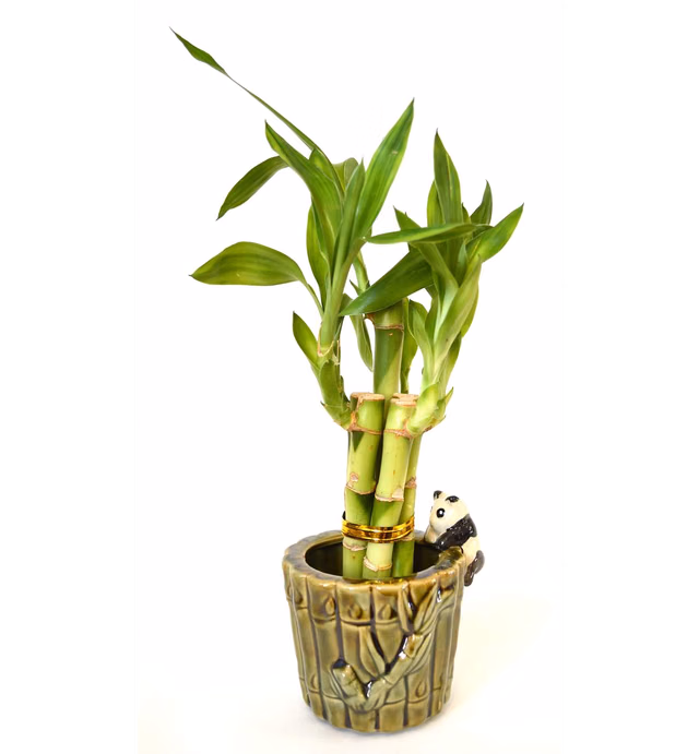 9GreenBox - Lucky Bamboo - Ceramic Panda Vase