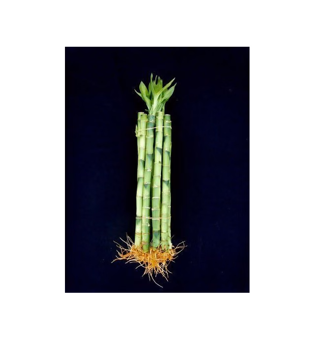 10 Stalks (1 Bundle) of 6" Straight Lucky Bamboo for Feng Shui or Gifts Sold by JM Bamboo