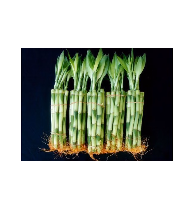 50 Stalks of 6 Inches Straight Lucky Bamboo Sold by JM Bamboo