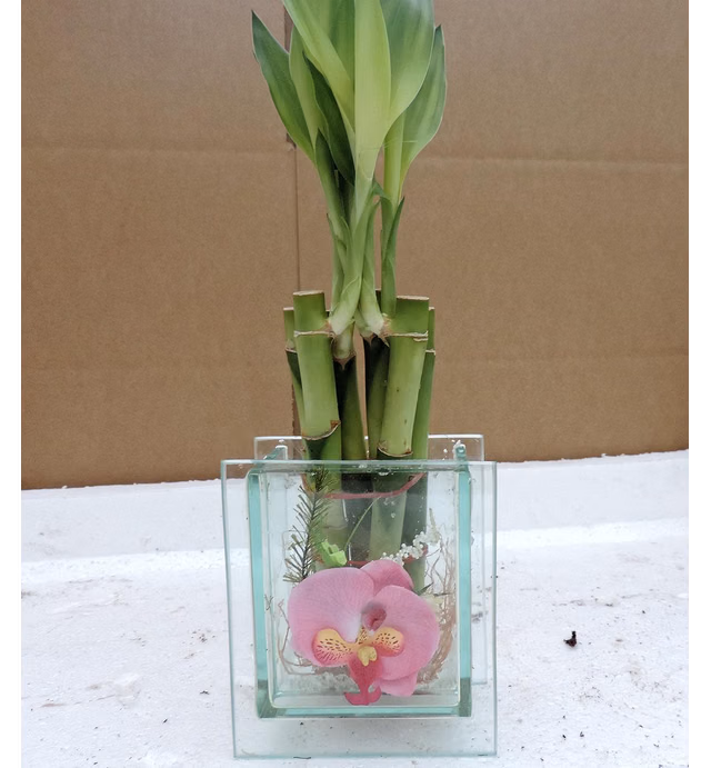 jmbamboo- Live 6 Style Lucky Bamboo Plant Arrangement with 3-D Beauty Light Blue Glass Vase