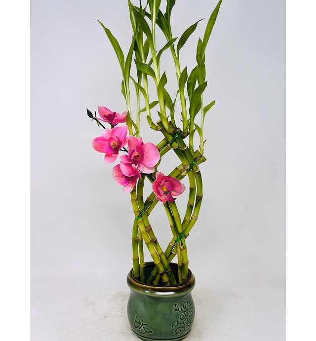 Jmbamboo- Live 8 Braided Style Lucky Bamboo Plant Arrangement with Green Vase