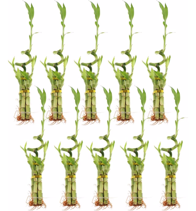 5 Lucky Bamboo Arrangement with Spiral - Set of 10 Arrangements - Live Indoor Plant for Home Decor, Arts & Crafts, Zen Garden and Feng Shui - NW Wholesaler