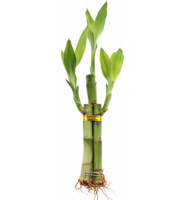 Live Lucky Bamboo 3 Stalk Arrangement - Live Indoor Plant for Home Decor, Arts & Crafts, Zen Garden and Feng Shui - NW Wholesaler