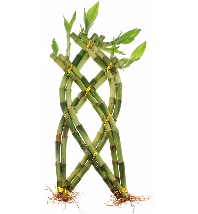 Live Lucky Bamboo 8 Stalk Trellis Arrangement for Home or Office Decor, Unique Gifts, and Feng Shui - NW Wholesaler
