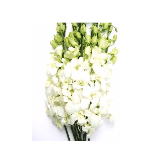 Fresh Cut Flowers - Dendrobium Orchids White