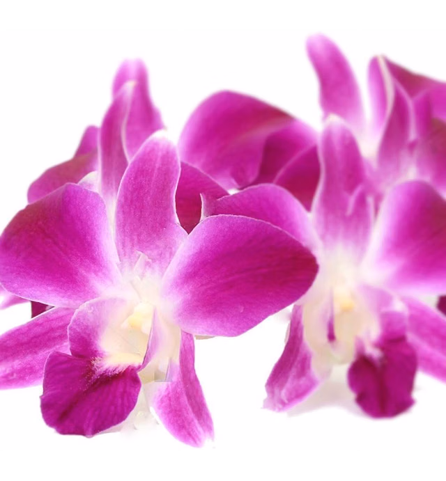 Fresh Loose Purple Dendrobium Orchid Blossoms 50 ct.