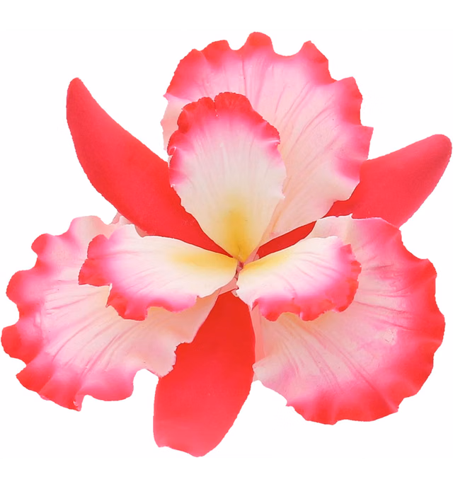 Global Sugar Art Dutch Iris Sugar Cake Flowers Hot Pink with Yellow & White Center, 1 Count by Chef Alan Tetreault