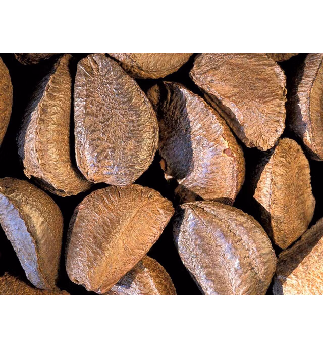 Fresh Raw In-shell Whole Brazil Nuts (2)
