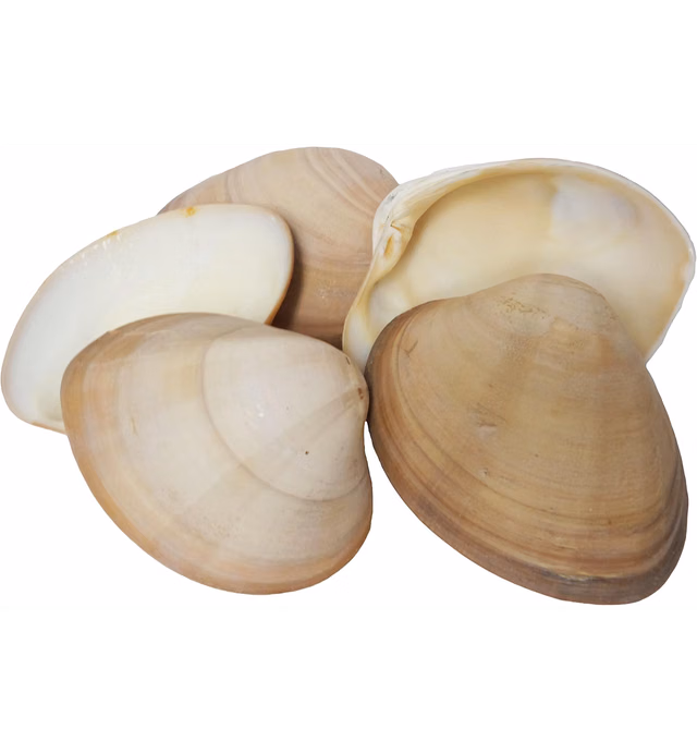 U.S. Shell, Inc. U.S. Shell, Chocolate Clam, 8 to 9 Centimeters, 24 Count