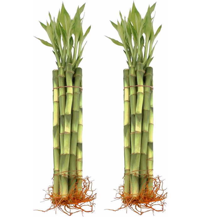 Live Lucky Bamboo 12-Inch Bundle of 20 Stalks - Live Indoor Plants for Home Decor, Fish Tanks and Aquariums, Arts & Crafts, and Feng Shui - NW Wholesaler